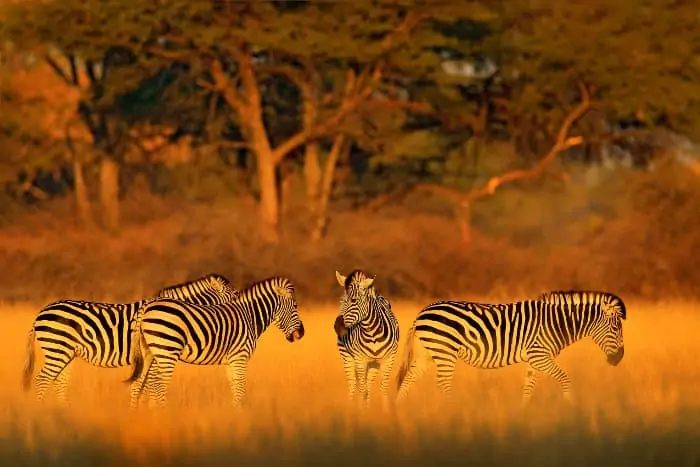 How To Plan Your Zimbabwe Safari