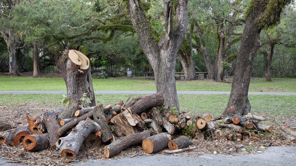 Tree Removal Cost: Factors That Affect The Price